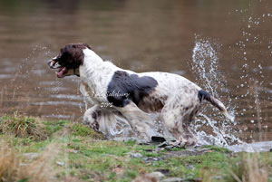 Springer Spaniel photography by Betty Fold Gallery Hawkshead Hill Cumbria